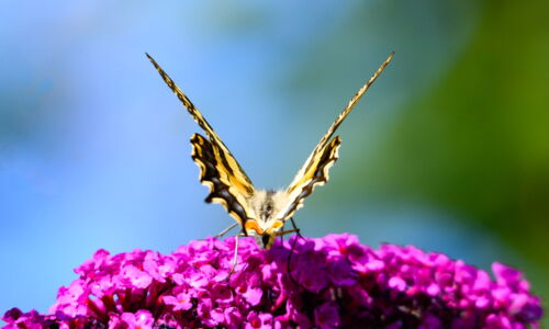 Deine Transformationsreise